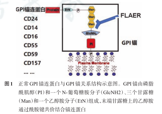 指南共识 | 阵发性睡眠性血红蛋白尿症流式细胞术检测中国专家共识(2021年版)