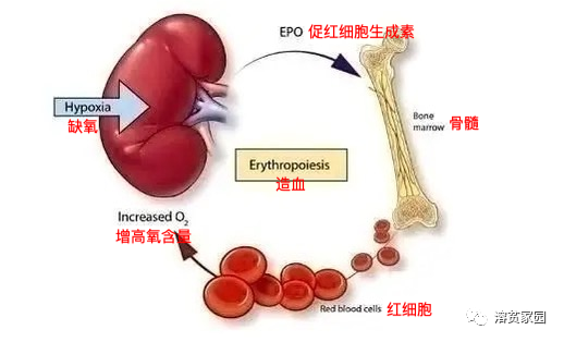 认识检查 | EPO检测